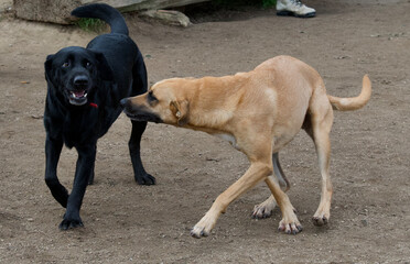Funny Belgian malinois shepherd kissing a black labrador dog