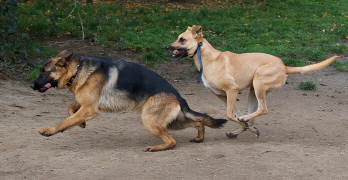 A young german shepherd dog and a young belgian shepherd playing and racing together in an unleashed park.
