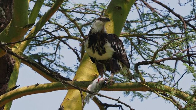 African Fish-eagle - Haliaeetus vocifer eating hunted fish, large species of white and brown eagle found throughout sub-Saharan Africa, national bird of Namibia, Zimbabwe, Zambia, and South Sudan. 