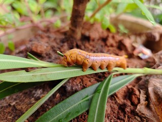 Big Brown caterpillar on leaf, one of the life cycle stage of Butterfly
