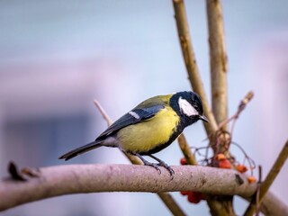 Portrait of a great tit on a branch close-up.