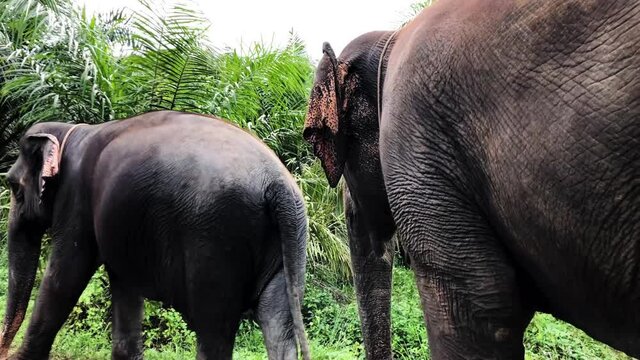 Elephants walking