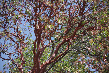 Crown of a red skinned arbutus strawberry tree in summer