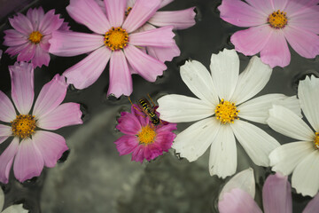 Fototapeta na wymiar wasp swims on a flower petal in water close-up