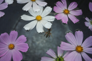 floating striped wasp and chamomile flowers in water