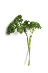 Closeup of organic parsley branch on white background