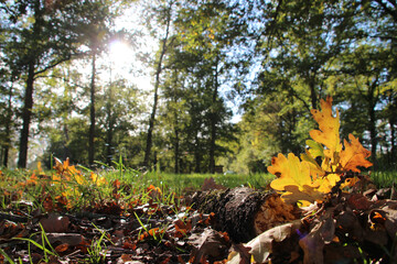autumn in le loroux-bottereau (france) 