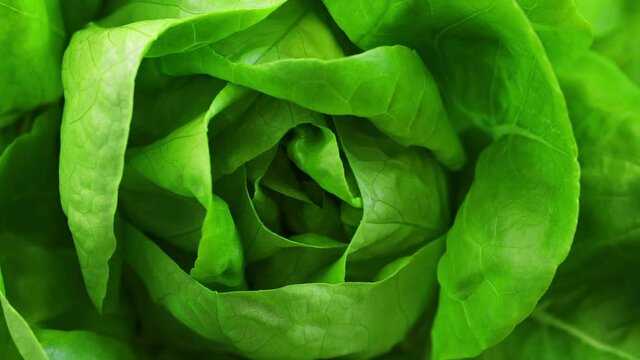 Close up of rotating fresh head of Butterhead lettuce also known as Bibb or Boston or Arctic King salad. Ready-to-eat food full of vitamins and nutrients.