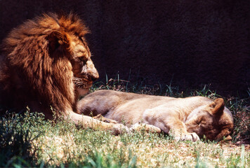 Lions