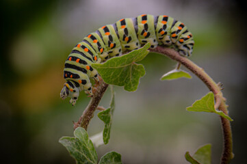 caterpillar on a leaf