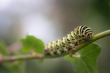 cute colorful green caterpillar