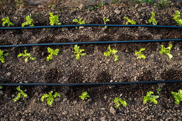 Arugula seedling plants grow in wet soil by irrigation lines