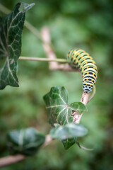 cute colorful green caterpillar