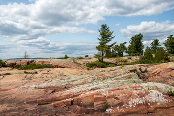 pine trees on pink granite rocks on the Canadian Shield on Georgian Bay