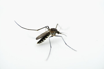mosquito isolated on white background