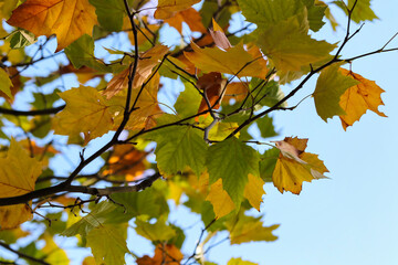 Obraz premium Autumn leaves on branch blowing in wind with blur movement effects. Concept of motion. Foliage of London Plane tree 