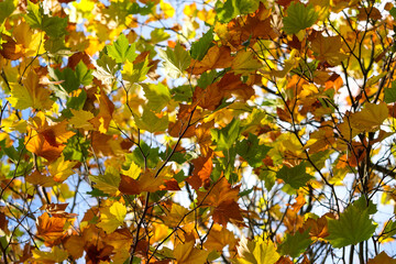 Autumn leaves on branch blowing in wind, backlit by sunlight. Foliage of London Plane tree 