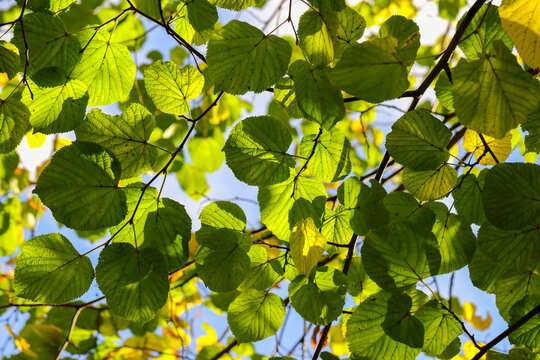 Green leaves of Alder tree "Alnus glutinosa" backlit by sunlight showing leaf veins. Foliage on branch, shot from underneath. Dublin, Ireland