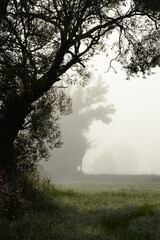 Stille. Stimmungsvolle B&auml;ume im Nebel