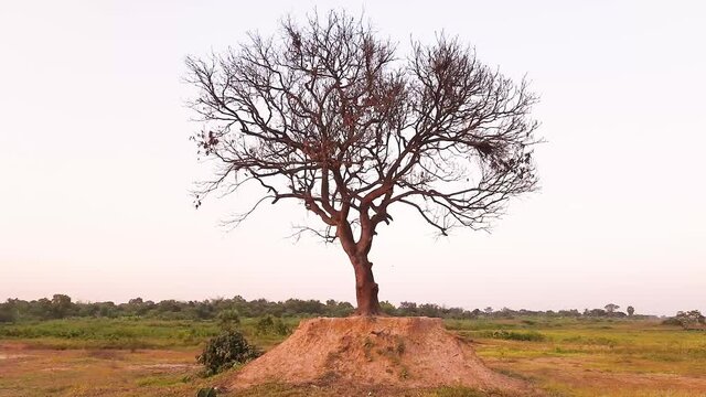 The withered tree is the hawk for human 
beings and the hawk tree is dead because of the environment.