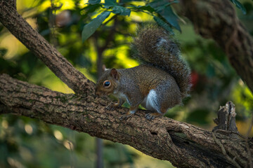 Grey squirrel in a park of Milan