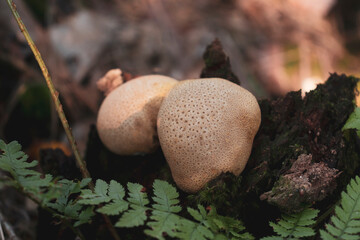 Two Scleroderma citrinum mushrooms (a.k.a. Common Earthball) on a tree. Inedible mushrooms.