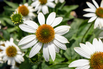 Fototapeta premium White and orange flowers in the garden