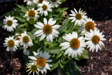 Fototapeta premium daisies in a garden