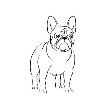 vector white black french bulldog pet sticker puppy mascotsymbol sweet dog emblem 