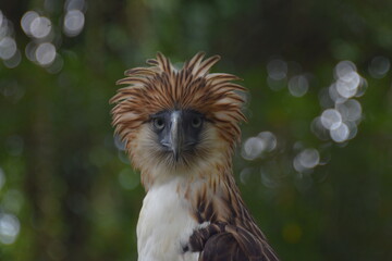 Davao Eagle