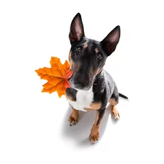 Stof per meter Grappige hond hond herfst herfst voor een wandeling