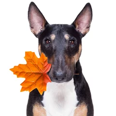 Crédence de cuisine en verre imprimé Chien fou chien automne automne pour une promenade