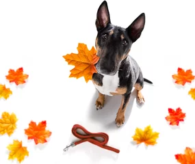 Poster Grappige hond hond herfst herfst voor een wandeling