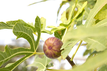 one ripe fig on a branch in the garden 