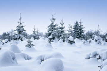 Snow covered trees in magical winter forest. Natural High Fens landscape in Belgium. 