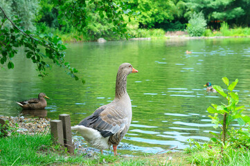 A gray goose stands on the bank of a pond in a garden.