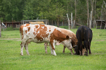 Fototapeta na wymiar Herd of cows grazes in a field near the farm. Farming. Livestock raising. 