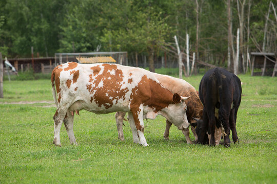 Herd of cows grazes in a field near the farm. Farming. Livestock raising.	