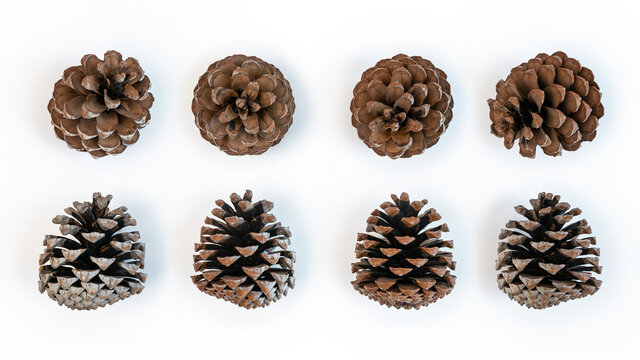 Set pinecone flower in christmas winter. Pine cones pattern on white background