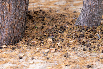 Obraz premium Two thick pine trunks on a sandy ground under which pine needles and cones are edged.