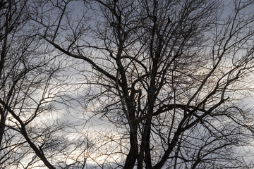 Branches of trees against the background of the cloudy autumn cold sky.