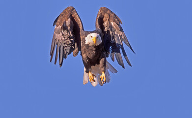 bald eagle in flight