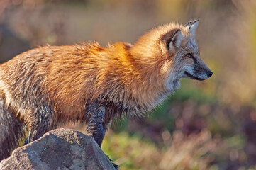 Red fox profile