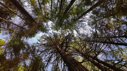 Obraz premium Tree Branches in a Pine Forest within the Wilderness | View From Below