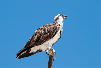 Grand Turk Island Bird of Prey