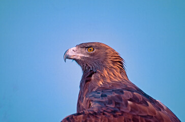 Golden eagle head shot