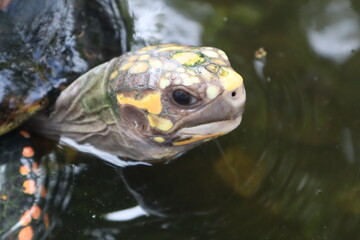 tortuga