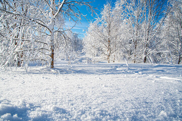 Eine Gruppe Birken im Schnee in Finnland Lappland Muonio