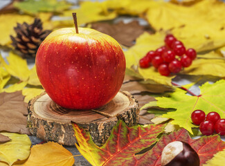 An apple on a background of dry autumn yellow-brown and green leaves.