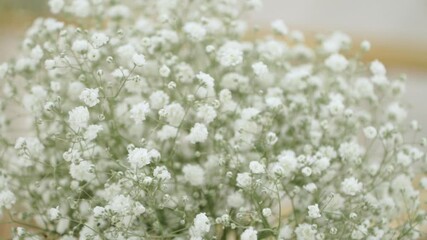 Bouquet of gypsophila paniculata